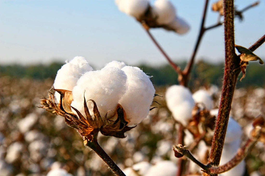 Image of Cotton farm